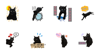 Daily life of the black cat named rai 2