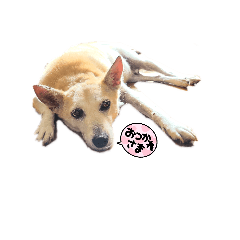jiroe-risa