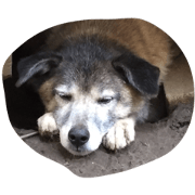 mix dog japan