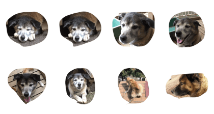 mix dog japan
