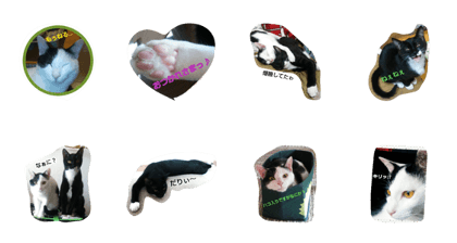 two cats J