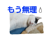 fanny fat cat