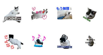 fanny fat cat
