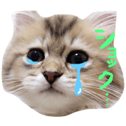 JiJi's feeling