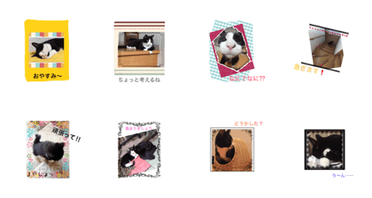 Cats of cats