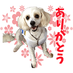 KYABSHON MAX Sticker