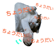 cool&fat cat diary