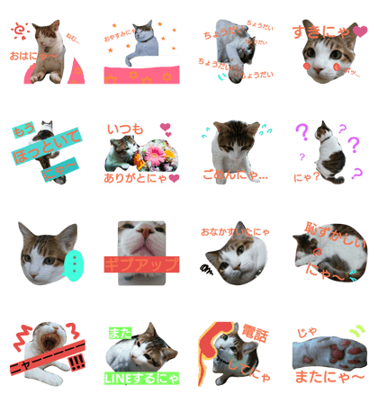 cool&fat cat diary