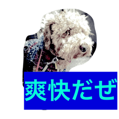 The dogs of the real intention