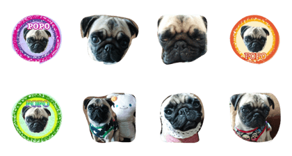 pug-popo