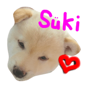 Hideyoshi of a Shiba dog