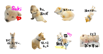 Hideyoshi of a Shiba dog