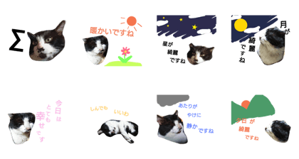 novel cat
