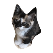 C-ute Cat