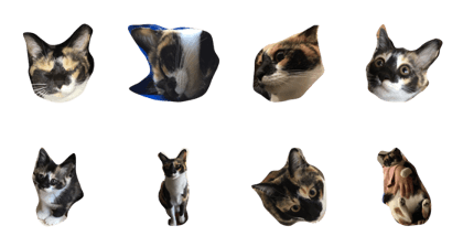 C-ute Cat