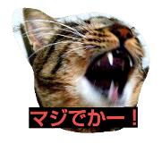 my cat on everyday