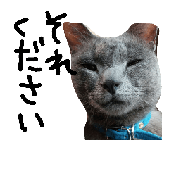 cats call them Mojacote