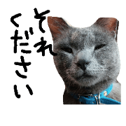 cats call them Mojacote