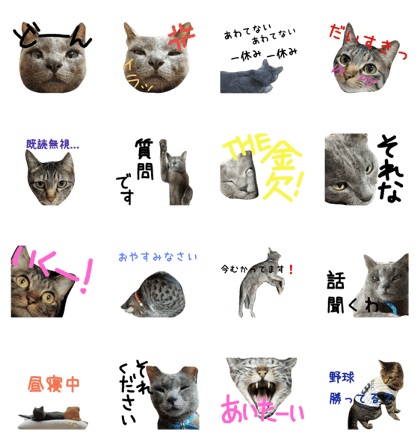 cats call them Mojacote