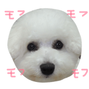 BICHON FRISE DAYS PONdeBICHON PUPPYDOG