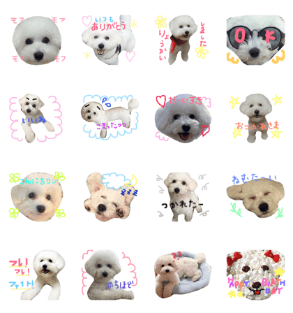 BICHON FRISE DAYS PONdeBICHON PUPPYDOG