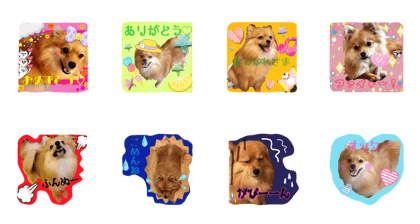 mikan is a dog