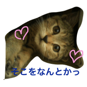 toraneko MARIN