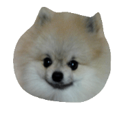 pomeranian.ponzu