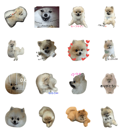 pomeranian.ponzu