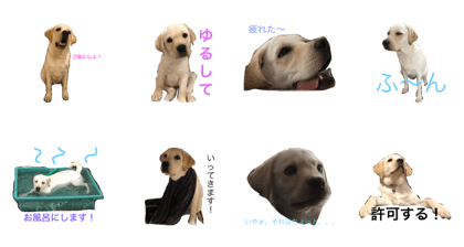 A Dog's Life pleasant