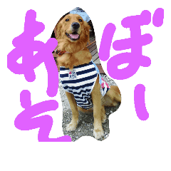 Gorldenretreiver Moca Line Stickers Line Store