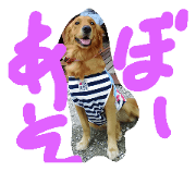 gorldenretreiver moca