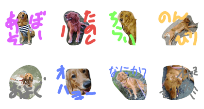 gorldenretreiver moca