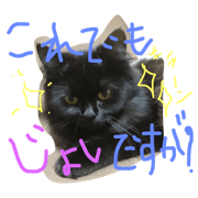 cat.umi.hotate