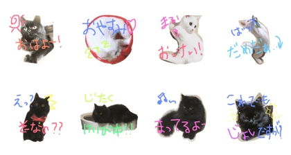 cat.umi.hotate