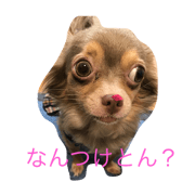 dialect maron