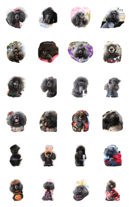 blackpoodle ange