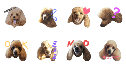 Toy poodle Mary's dairy stamp