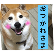 shibacota