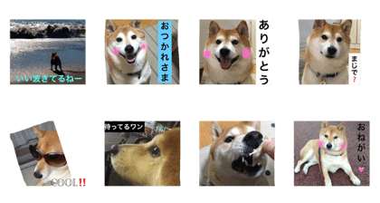 shibacota
