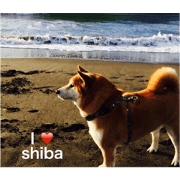 shibacota2
