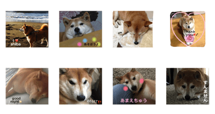 shibacota2