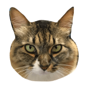 Free time cat1