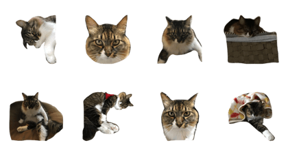 Free time cat1