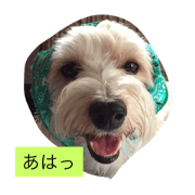 funky dog