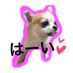chihuahua CHACHA life
