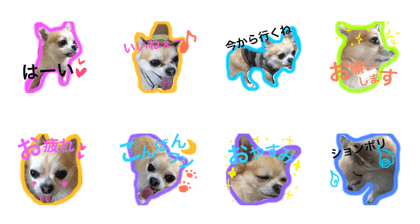 chihuahua CHACHA life