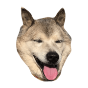 DOGwanwan