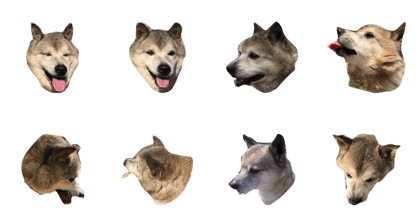 DOGwanwan