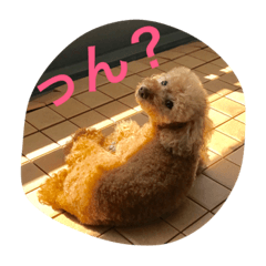 Poodle moco